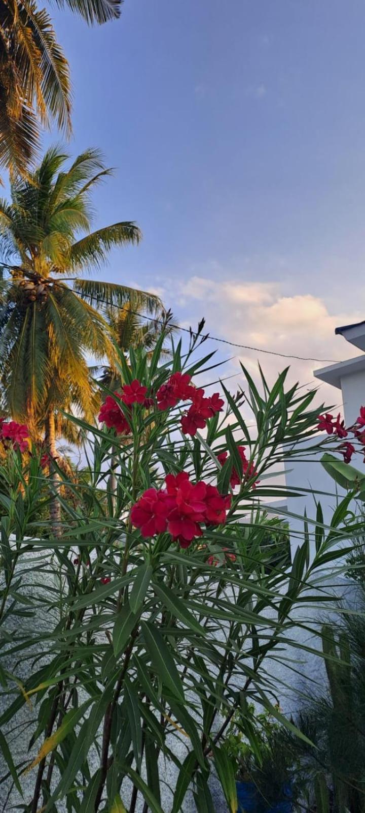 Anjo Maumere Hotel & Restaurant Exterior foto